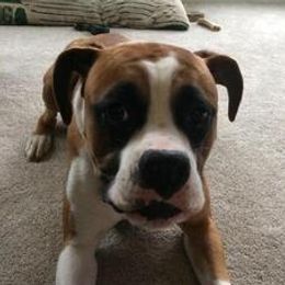 Dash - Boxer