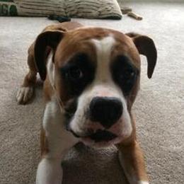 Dash - Boxer