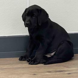 Labrador Retriever Puppies from Branley's Riverside Labradors