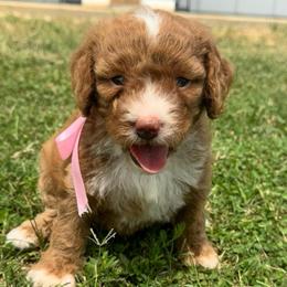 Maybell - Red female Cavapoo puppy in Ville Platte, Louisiana from The Barkery