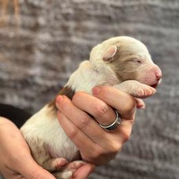 Tamarack - Red merle male Australian Shepherd puppy in Columbia Falls, Montana from Firefly Horse Co Wellness Retreat Center