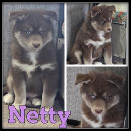 Netty - Red and white female Siberian Husky puppy in Wheeler, Michigan from Haase Family Kennels