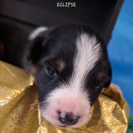 ECLIPSE-btf - Black tri-color female Australian Shepherd puppy in Salem, Arkansas from Patchwork Kennels