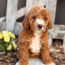 Vanessa - Red  female Goldendoodle puppy in Oxford, Pennsylvania from FriendlyPals