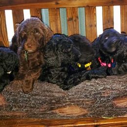 Goldendoodle Puppies from Lesia's Goldendoodles