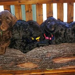 Goldendoodle Puppies from Lesia's Goldendoodles