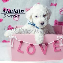 Aladdin (yellow collar) boy - Parti male Goldendoodle puppy in Corona, California from Fluffy Puppy Mini Doodles LLC