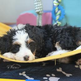 Halo - Tri-color female Bernedoodle puppy in Henry, Illinois from Rowe Farms Doodles