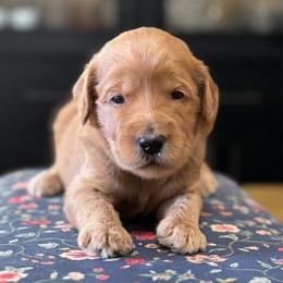 Sleepy- Black - Apricot male Goldendoodle puppy in Bay City, Texas from Charming Doods Goldendoodles