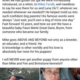 Great Dane Puppies from F&B Kennels