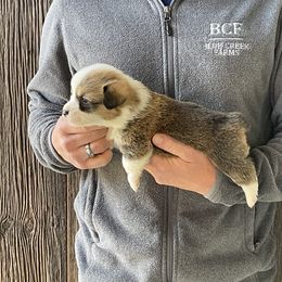 Winnie - Male 5 - Fawn male Pembroke Welsh Corgi puppy in Jefferson, South Carolina from Blue Creek Farms