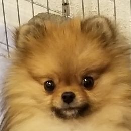 Johnny - Pomeranian