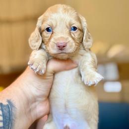 Teddy - Cream male Dachshund puppy in Hornbeck, Louisiana from A&Z Mini Dachshunds