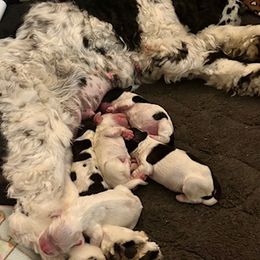 Cocker Spaniel puppies from Astor Hill Cockers