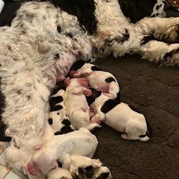 Cocker Spaniel puppies from Astor Hill Cockers
