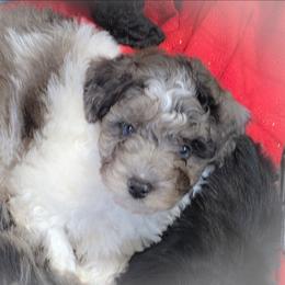 Boy4 - Merle male Cavapoo puppy in Medina, Ohio from Momma's Minis