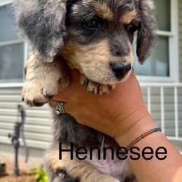 Assorted Doodle Crosses and Bernedoodle Puppies from WS Doodles
