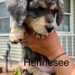 Assorted Doodle Crosses and Bernedoodle Puppies from WS Doodles
