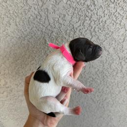 Pink girl - White and liver female German Shorthaired Pointer puppy in Escalon, California from Valley Pointers