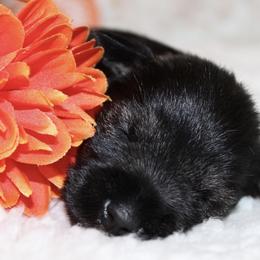 Miniature Schnauzer Puppies from Mystic Miniature Schnauzers
