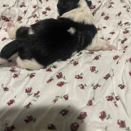Rockstar - Black and white male Shih Tzu puppy in Tenmile, Oregon from Polly Pockets Imperial Shih Tzu’s