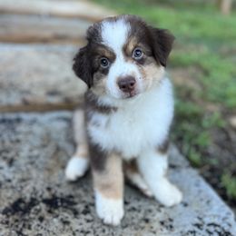 Rousseau, Rou - Red tri-color female Miniature American Shepherd puppy in Clarksville, Tennessee from Jennifer Shaneberger