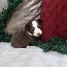 Aspen - Red tri female Toy Australian Shepherd puppy in Killen, Alabama from Wilkers Wholehearted Mini Aussies
