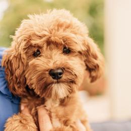 Oso - Goldendoodle