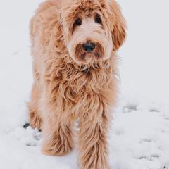 Australian Cobberdogs from Willow Haven Australian Cobberdogs