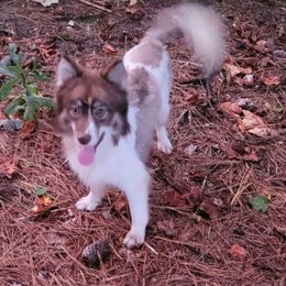 Koda reduced - Red and white male Pomsky puppy in Gladstone, Virginia from Rustic Charms Miniature Huskys
