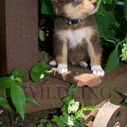 Mouse- Grey Collar - Red tri-color male Australian Shepherd puppy in Newport, Rhode Island from Wildlings Australian Shepherds