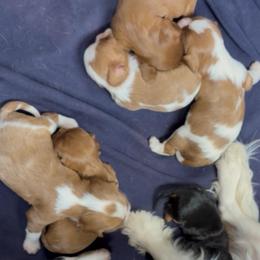 Forrest - Blenheim male Cavalier King Charles Spaniel puppy in Sandstone, Minnesota from Peaceful Garden Cavaliers