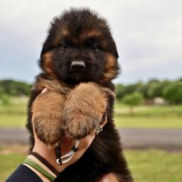 Kruiser - Black and red male German Shepherd puppy in Canton, Texas from WILDWOOD GERMAN SHEPHERDS