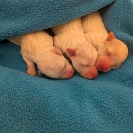 Bichon Frise Puppies from Jawoofski's Bichons