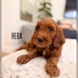 Reba - Red  female Goldendoodle puppy in Glendale, Arizona from Follow Your Bliss Doodles