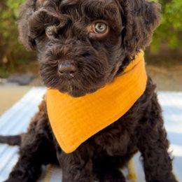 Maple - Goldendoodle