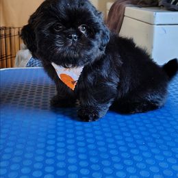 Oliver - Black male Shih Tzu puppy in Memphis, Tennessee from Thorntons Fur Crew
