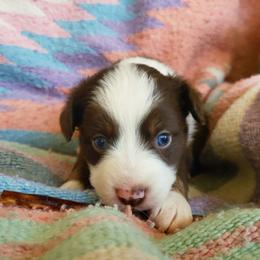 Reba - Red tri female Miniature Australian Shepherd puppy in Willard, Missouri from Stoney Brook Aussies