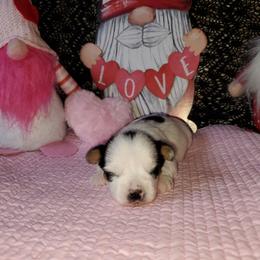 Max ( Boy 2 ) - Parti male Yorkshire Terrier puppy in Cottageville, South Carolina from Mandy's Yorkie's , Yorkiepoo's & Maltipoo's