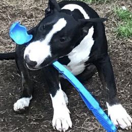 Bull Terriers from Snarfington Bull Terriers