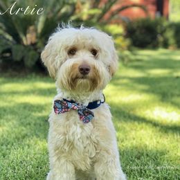 Artie - Australian Labradoodle