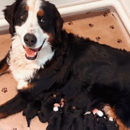Molly - Bernese Mountain Dog