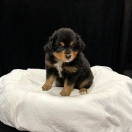 Miniature Australian Shepherds from Annie’s Puppies