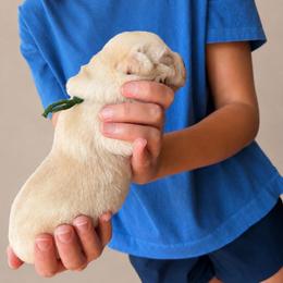 Lime Green Collar - Yellow male Labrador Retriever puppy in Archer Lodge, North Carolina from Archer Lodge Labradors