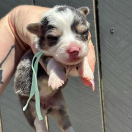 Peaches (mint) - Blue female Pembroke Welsh Corgi puppy in East Oakdale, California from Rhettro Kennels