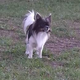 Chihuahua All Grown Up from Angelique Dalley