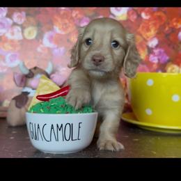 Pina Colada - Cream female Dachshund puppy in Floresville, Texas from Muddy River Dachshunds