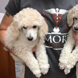 Poodles from South Mountain Standard Poodles