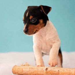 Rat Terrier Puppies from River Ridge Rat Terriers