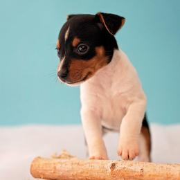 Rat Terrier Puppies from River Ridge Rat Terriers